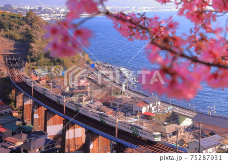 185系特急踊り子号 引退間近!最後の春 河津桜が見送る 185系特急踊り子号 引退間近!最後の春 河津桜が見送る 75287931