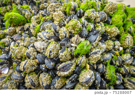 Mussels hanging on a rock Mussels hanging on a rock 75288007