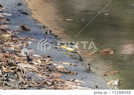 水辺で餌を探すキセキレイ 冬2月 奥多摩湖 水辺で餌を探すキセキレイ 冬2月 奥多摩湖 75288048