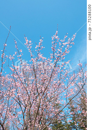 砧公園のハチスカザクラ(蜂須賀桜) 淡紅色が綺麗な早咲き桜です 3月上旬撮影 砧公園のハチスカザクラ(蜂須賀桜) 淡紅色が綺麗な早咲き桜です 3月上旬撮影 75288100