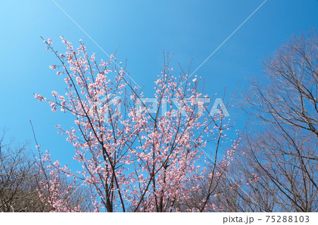 3月上旬に見ごろになった早咲き桜(ハチスカザクラ/蜂須賀桜) 3月上旬に見ごろになった早咲き桜(ハチスカザクラ/蜂須賀桜) 75288103