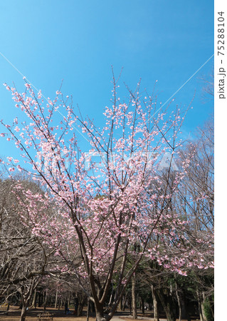 砧公園のハチスカザクラ（蜂須賀桜）　淡紅色が綺麗な早咲き桜です　3月上旬撮影 75288104