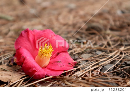 落ち椿 赤いツバキ 落花の写真素材