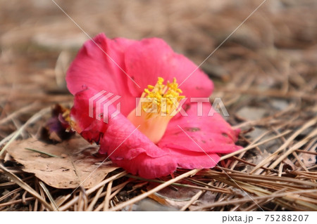 落ち椿 赤いツバキ 落花の写真素材