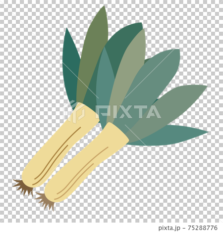 下仁田ネギ　野菜 75288776