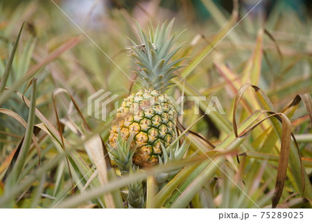 ハワイ－パイナップル 75289025