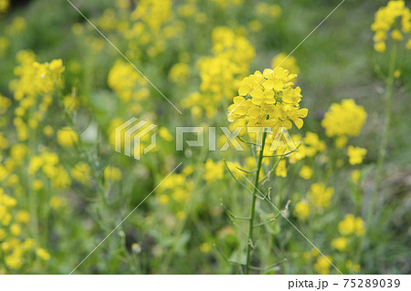 菜の花をアップ アブラナ2の写真素材 7539