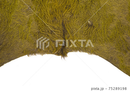 Isolated picture of a part of a dyed cow skin on a white background 75289198
