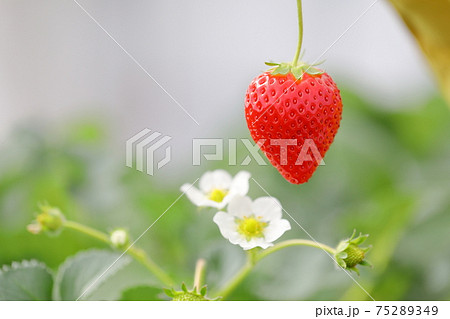 摘み立て苺をいい香りのいちご園で摘む 75289349