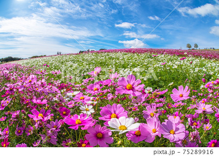 青空に映えるコスモスたち 75289916