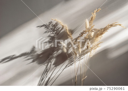 Close-up of beautiful dry grass bouquet. Bunny tail, Lagurus ovatus and festuca plant in sunlight. Harsh long shadows. Beige wall background. Floral home decoration. Natural detail. 75290061