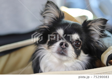 犬用のキャリーバッグに入るチワワ 犬 自動車 犬用のキャリーバッグに入るチワワ 犬 自動車 75290083