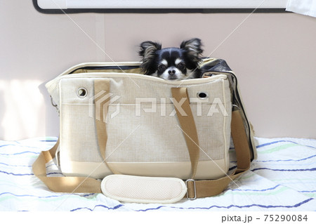 犬用のキャリーバッグに入る幼いチワワ 仔犬 キャンピングカーでドライブ 犬用のキャリーバッグに入る幼いチワワ 仔犬 キャンピングカーでドライブ 75290084