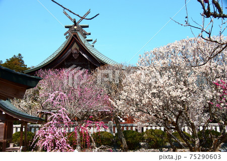 梅花に浮かぶ本殿 75290603