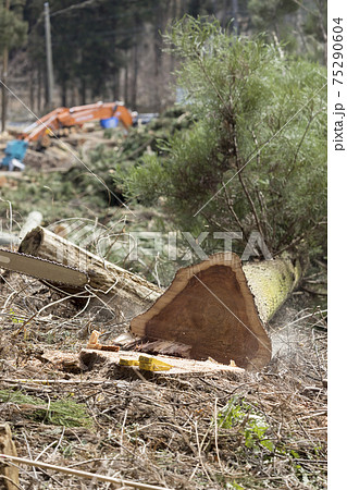 木が倒れた瞬間　林業　山を切り開くイメージ 75290604