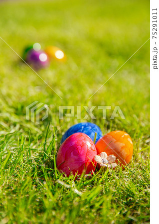 Colorful painted Easter eggs in the bright fresh green grass, concept for Easter Holliday, spring background with copy space 75291011