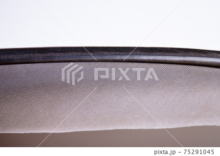 close-up element of pigeon feather on gray background close-up element of pigeon feather on gray background 75291045