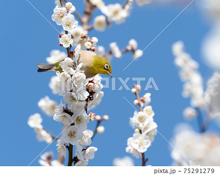 梅の花とメジロの写真素材