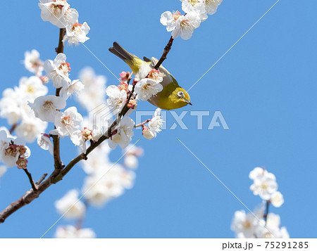 梅の花とメジロの写真素材