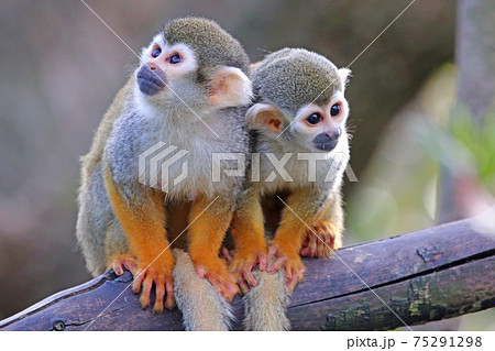 リスザル 75291298