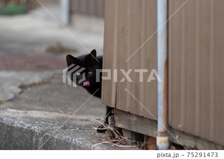 チラ見する黒猫 チラ見する黒猫 75291473
