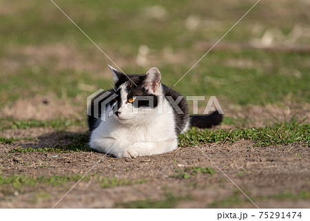 のんびり過ごす猫 のんびり過ごす猫 75291474