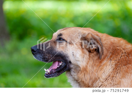 Portrait of a dog on a background of green grass Portrait of a dog on a background of green grass 75291749