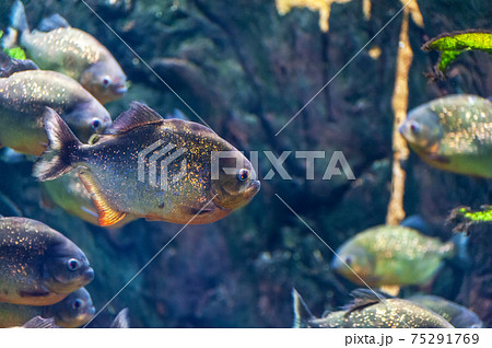 piranha fish underwater close up portrait 75291769