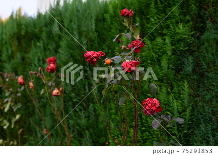 Withered red rose on a green background of a hedge. Withered red rose on a green background of a hedge. 75291853