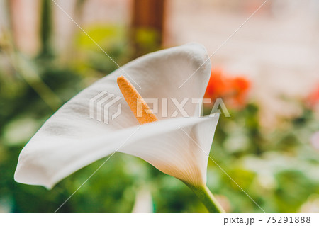 White calla lilies flowers close up, flowerpot in the house. White calla lilies flowers close up, flowerpot in the house. 75291888