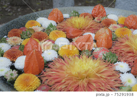 行田八幡神社の美しい花手水 行田八幡神社の美しい花手水 75291938