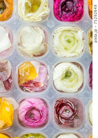 Tray with Frozen Ranunculus Flowers in Ice Cubes 75292649