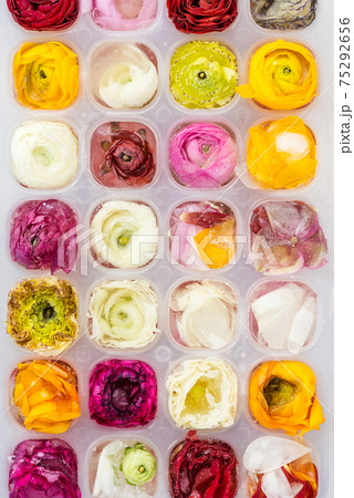 Tray with Frozen Ranunculus Flowers in Ice Cubes 75292656