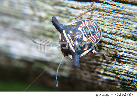 ウシカメムシの幼虫 ウシカメムシの幼虫 75292737
