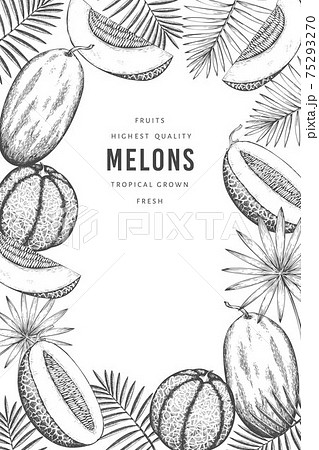 Melons with tropical leaves design template. Hand drawn vector exotic fruit illustration. Retro style fruit banner. 75293270