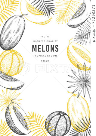 Melons with tropical leaves design template. Hand drawn vector exotic fruit illustration. Retro style fruit banner. 75293271
