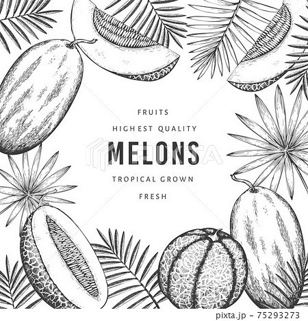 Melons with tropical leaves design template. Hand drawn vector exotic fruit illustration. Retro style fruit banner. 75293273