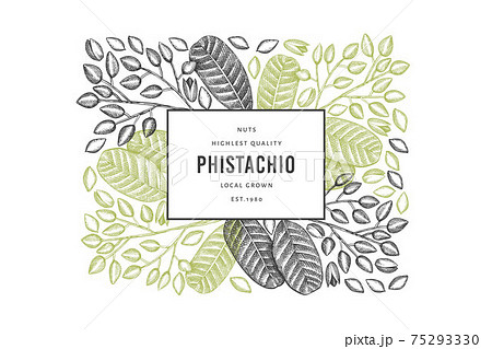 Hand drawn phistachio branch and kernels design template. Organic food vector illustration on white background. Retro nut illustration. Engraved style botanical banner. 75293330