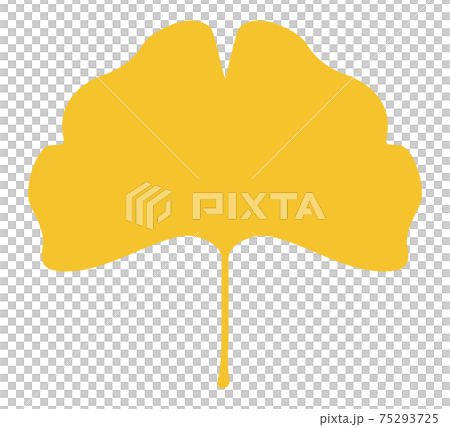 Leaves of ginkgo biloba 75293725
