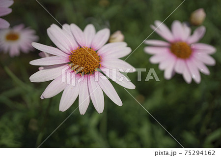 淡いピンクのデイジーの花の写真素材