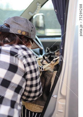 チワワとドライブの準備をする女性　犬　自動車 75294288