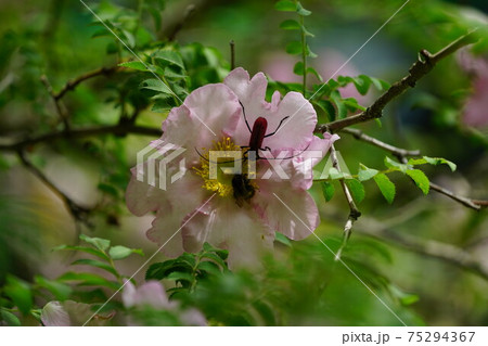 サンショウバラの蜜を吸うコマルハナバチの雌とヘリグロベニカミキリの写真素材