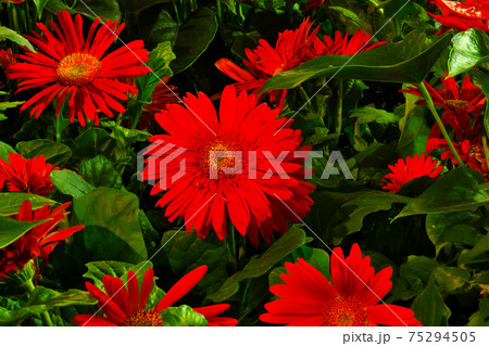 赤いガーベラ 赤いガーベラ 75294505