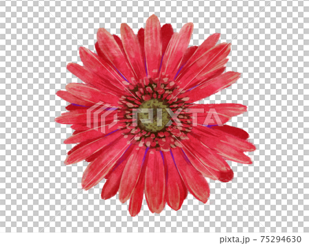 粗めタッチ 手描きガーベラ透過のイラスト素材