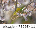桜の花粉まみれなメジロ 75295411