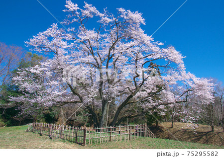 一本桜 - 氏邦桜(鉢形城の桜 エドヒガン) 一本桜 - 氏邦桜(鉢形城の桜 エドヒガン) 75295582