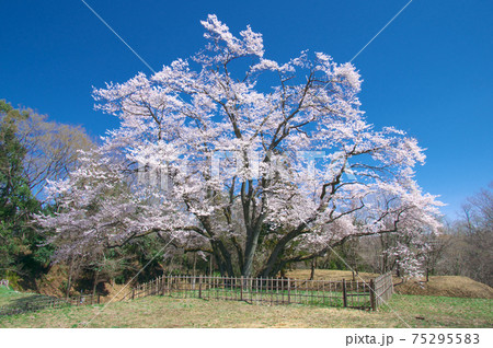 一本桜 - 氏邦桜（鉢形城の桜 エドヒガン） 75295583