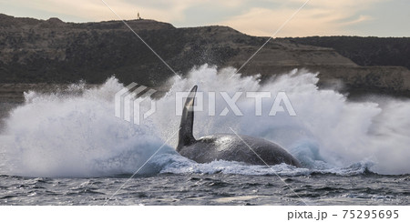 Whale Patagonia Argentina 75295695