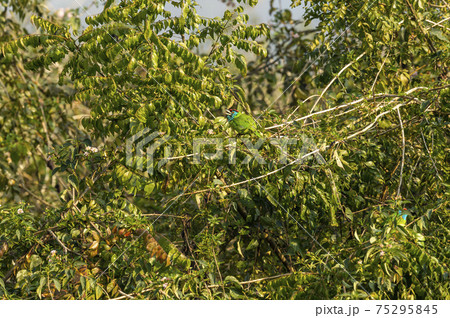 Blue throated barbet or Megalaima asiatica bird on natural green tree during winter migration at dhikala zone of jim corbett national park or tiger reserve uttarakhand india Blue throated barbet or Megalaima asiatica bird on natural green tree during winter migration at dhikala zone of jim corbett national park or tiger reserve uttarakhand india 75295845