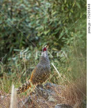 cheer pheasant or Catreus wallichii or Wallich's pheasant portrait during winter migration perched on big rock in natural green background in foothills of himalaya forest uttarakhand india 75295848